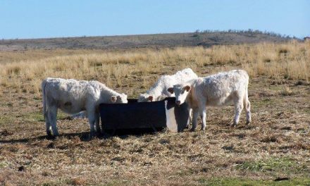 Extremadura vuelve a reclamar al Ministerio que aplique la reducción del IRPF a todos los ganaderos