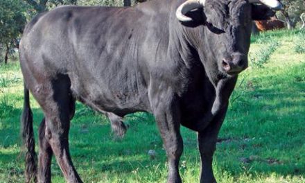 Rincón del Obispo lidiará  tres toros, tres vacas y dos novillos en sus fiestas patronales de este año