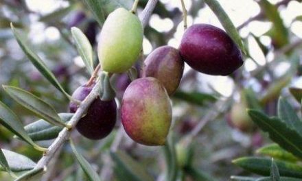 La cosecha de aceite de oliva en Extremadura no llega a la mitad del año pasado con menos de 24.000 toneladas