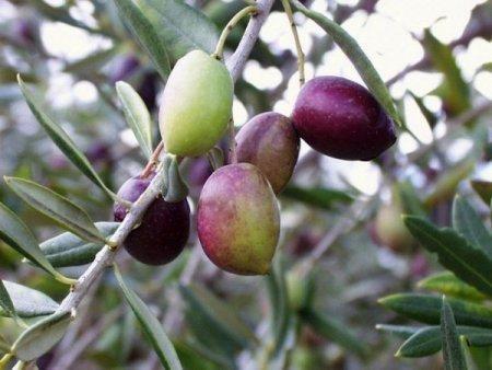 La cosecha de aceite de oliva en Extremadura no llega a la mitad del año pasado con menos de 24.000 toneladas