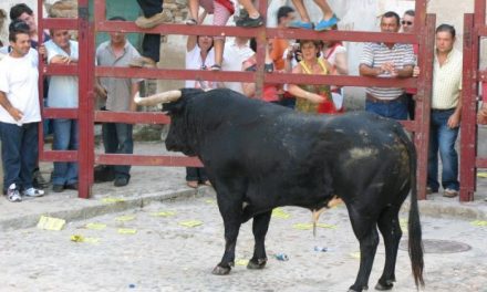 Puebla de Argeme celebrará las fiestas patronales con la suelta de siete toros al estilo tradicional