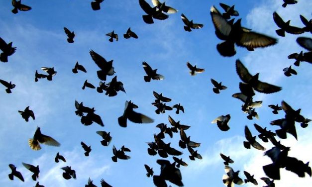 Cerca de mil palomas han volado desde Moraleja hasta Valencia en el Campeonato Nacional de Colombofilia