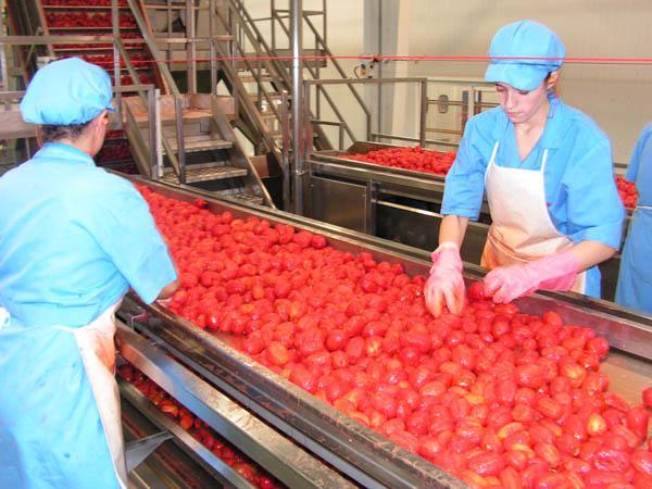 El volumen de tomate contratado por las industrias extremeñas bajará más de un 10% esta campaña