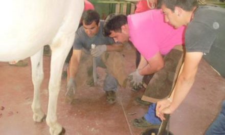 El Centro de Formación del Medio Rural de Moraleja enseñará las técnicas del herraje de caballos