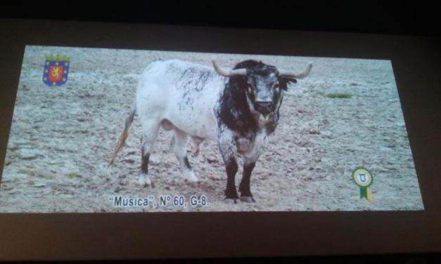 Coria celebrará las fiestas de San Juan 2013 con la lidia de once toros, un novillo y una vaca