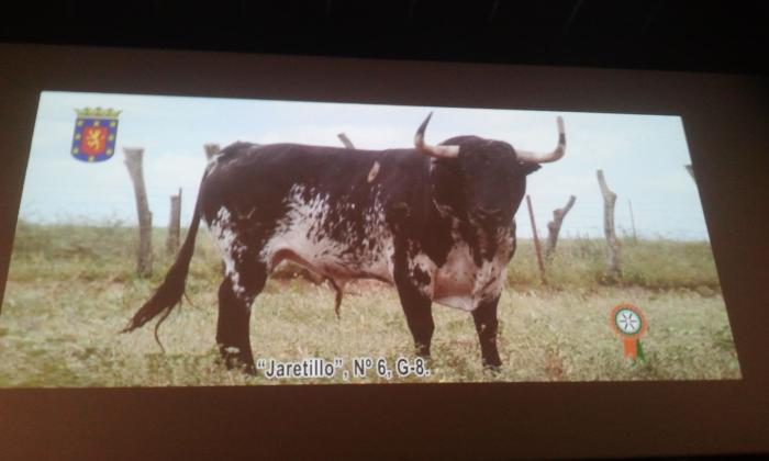 Coria celebrará las fiestas de San Juan 2013 con la lidia de once toros, un novillo y una vaca