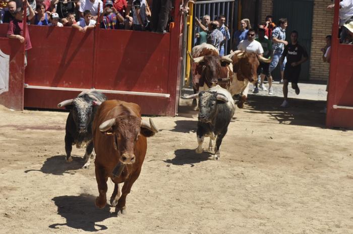 Los toros que se lidiarán en Moraleja durante las fiestas de San Buenaventura de este año no estarán despuntados