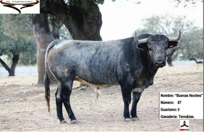 La Peña «El Tarmazo» elige un toro propiedad de Sánchez Cobaleda para las fiestas de San Buenaventura
