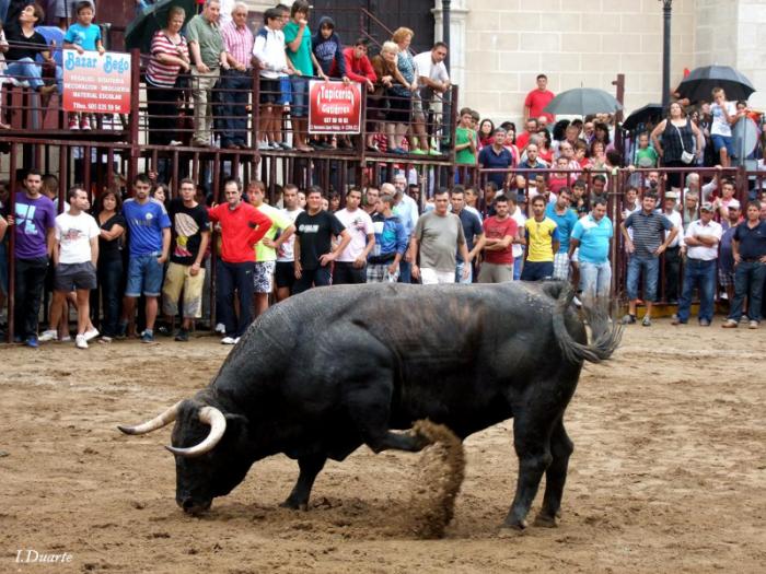 El Ayuntamiento de Torrejoncillo suprime el «toro de la verbena» de las Fiestas de Agosto 2013