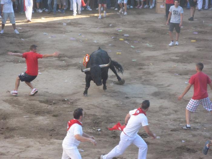 El astado Desgreñado, de la ganadería de Hato Blanco, abrirá el programa taurino de las fiestas de San Juan