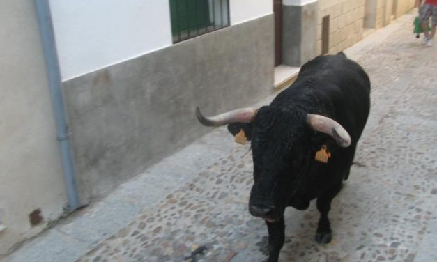 La lidia del toro de la Juventud Cauriense deja emoción en las calles de Coria y finaliza sin heridos