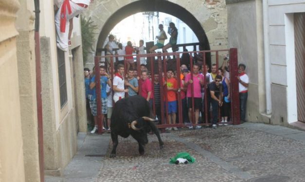 La lidia del toro de la Juventud Cauriense deja emoción en las calles de Coria y finaliza sin heridos