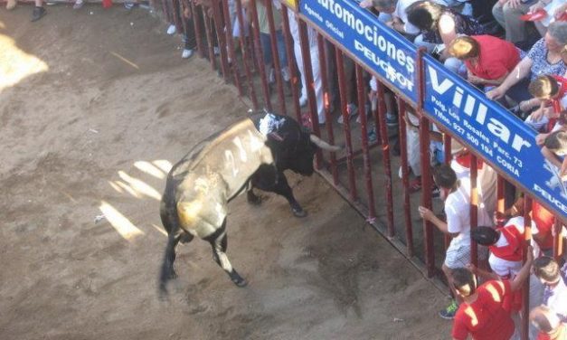 Dados de alta los dos heridos por asta de toro en el festejo de la tarde del día 24 en los Sanjuanes de Coria