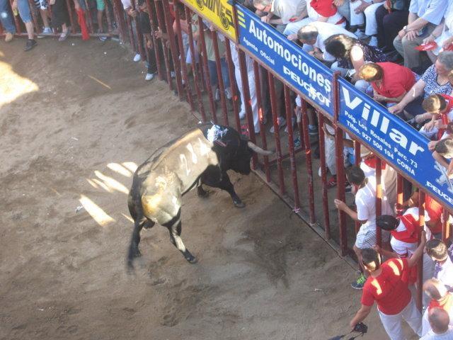 Dados de alta los dos heridos por asta de toro en el festejo de la tarde del día 24 en los Sanjuanes de Coria