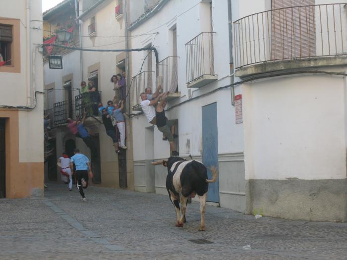 El toro de Sánchez Cobaleda hiere a dos aficionados en la lidia  y muere apuntillado en la Plaza de La Cava