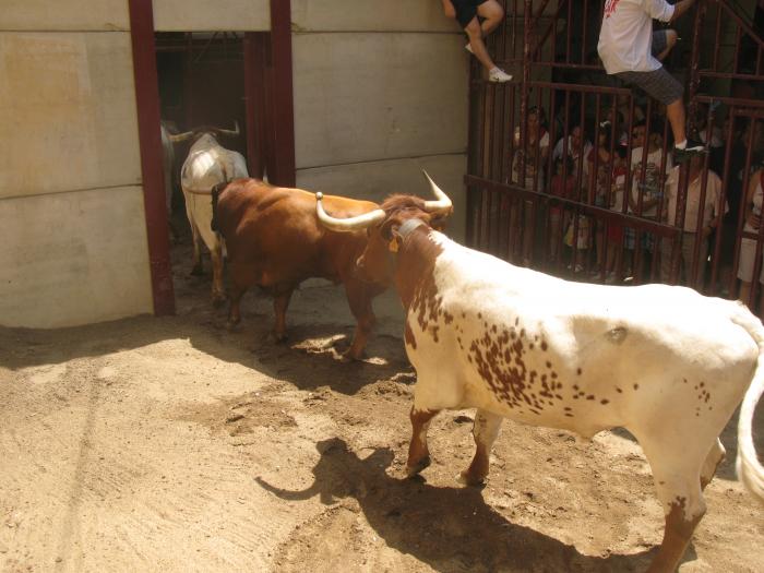 El toro de la peña “La Geta” finaliza el encierro más rápido de las fiestas de San Juan 2013