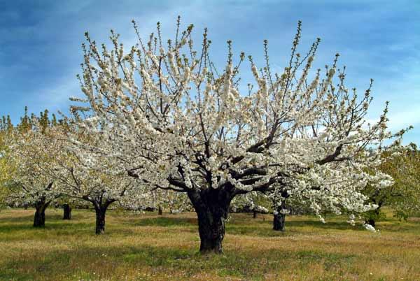 Piden a los visitantes del Valle del Jerte que no arranquen las ramas de los cerezos