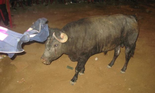 El encierro y lidia del último toro del aguardiente de San Buenaventura ha finalizado sin incidentes ni heridos
