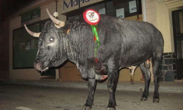 El toro de la peña “El Tarmazo” deja un herido de carácter grave con una cornada en la pierna