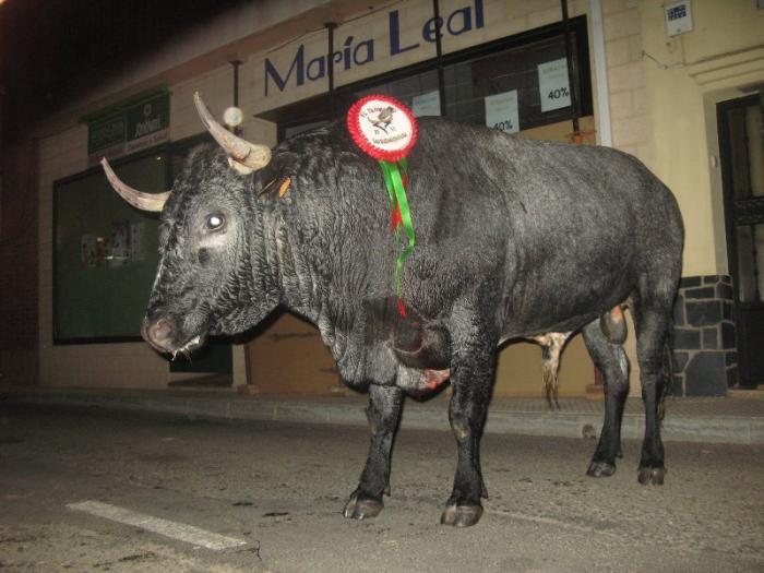 El toro de la peña “El Tarmazo” deja un herido de carácter grave con una cornada en la pierna