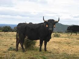 Valencia de Alcántara celebrará este año las fiestas de San Bartolomé con la lidia de tres vacas del aguardiente
