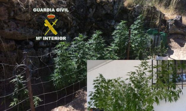La Guardia Civil asesta un golpe al cultivo de marihuana en Valencia de Alcántara, Montanchez y la Vera