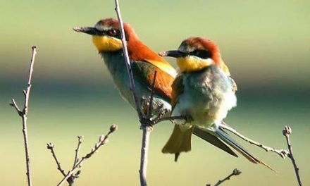 Extremadura adquiere protagonismo en las ferias de turismo ornitológico de Holanda y Suecia