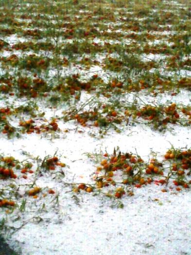 UPA-UCE lamenta los daños que el granizo ha causado en explotaciones agrarias de la región extremeña