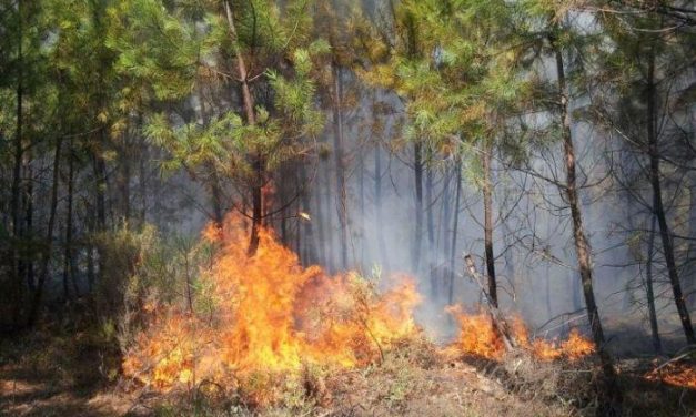 La Junta declarará en septiembre zona de actuación urgente el área calcinada por el incendio de Sierra de Gata