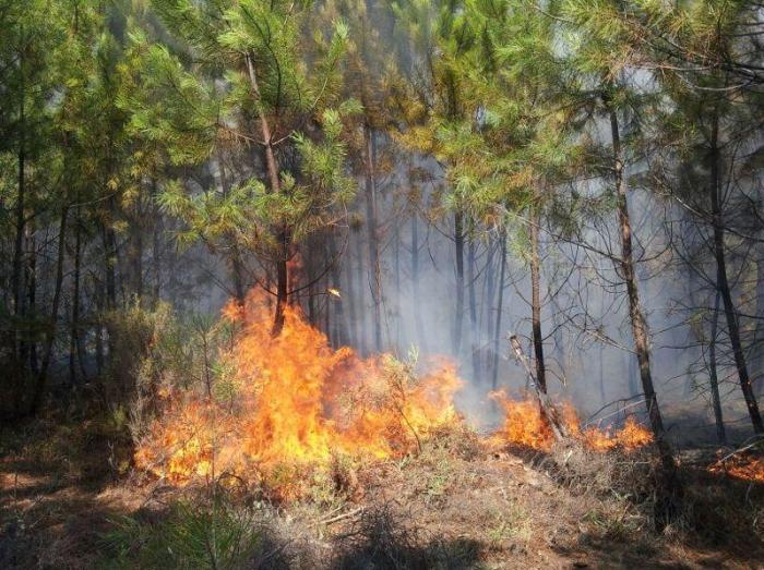 La Junta declarará en septiembre zona de actuación urgente el área calcinada por el incendio de Sierra de Gata