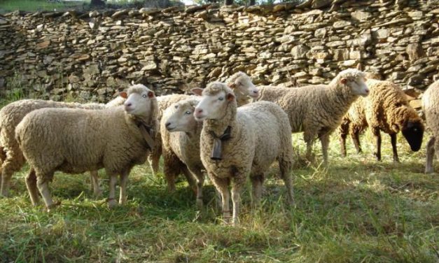 UPA-UCE pide al ministro y al consejero extremeño de Agricultura que no condenen al sector del ovino