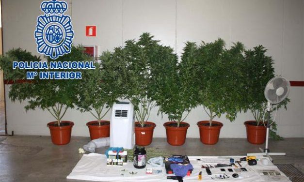 La Policía Nacional desmantela en tres días varias plantaciones de marihuana en la región