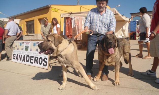 El 80 por ciento de los ganaderos de la feria de perros de Ahigal se muestra partidario de usar mastines