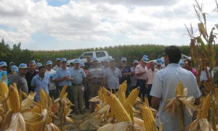 Más de cien agricultores del norte de Cáceres visitan un campo de ensayo con más de quince variedades de maíz