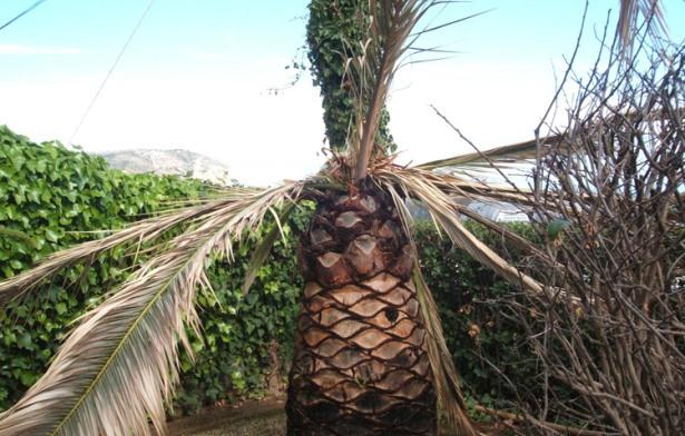 Agricultura establece medidas fitosanitarias para erradicar el picudo rojo en palmeras de Madrigal