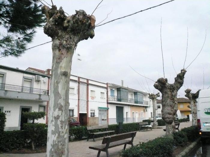 El Ayuntamiento de Moraleja manifiesta que es necesario hacer podas en los árboles ornamentales