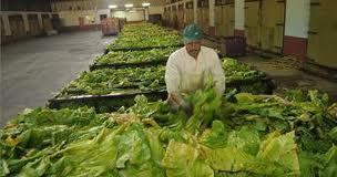 El Gobierno regional y las organizaciones agrarias piden a Cetarsa que suba el precio del tabaco