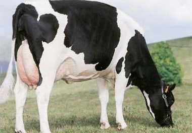 Agricultura desarrollará en Casar de Cáceres y Castuera un curso sobre muestras de leche