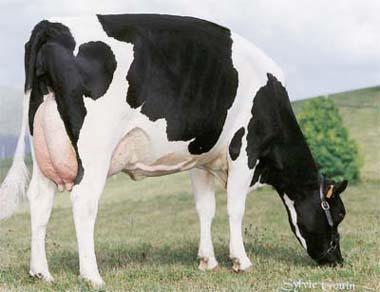 Agricultura desarrollará en Casar de Cáceres y Castuera un curso sobre muestras de leche