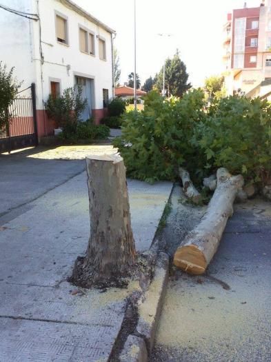 UPEx e IU de Plasencia piden explicaciones al consistorio sobre la tala de árboles en la calle de las Huertas