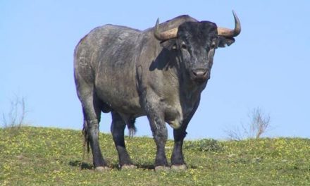 Dos toros de Victorino Martín se soltarán en las próximas fiestas de San Juan de Coria