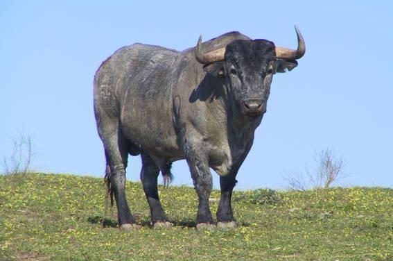 Dos toros de Victorino Martín se soltarán en las próximas fiestas de San Juan de Coria