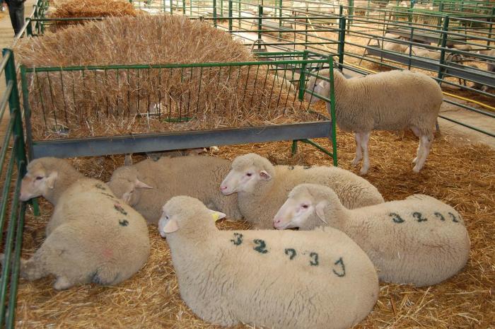 La Feria Agroganadera de Trujillo subastará este domingo casi 300 cabezas de ganado ovino