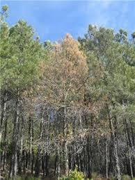 Agricultura invertirá cerca de 500.000 euros para erradicar el nematodo del pino en Valverde del Fresno
