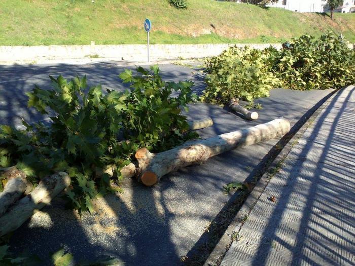 El Ayuntamiento de Plasencia repondrá los 22 árboles que se han talado en la calle Huertas