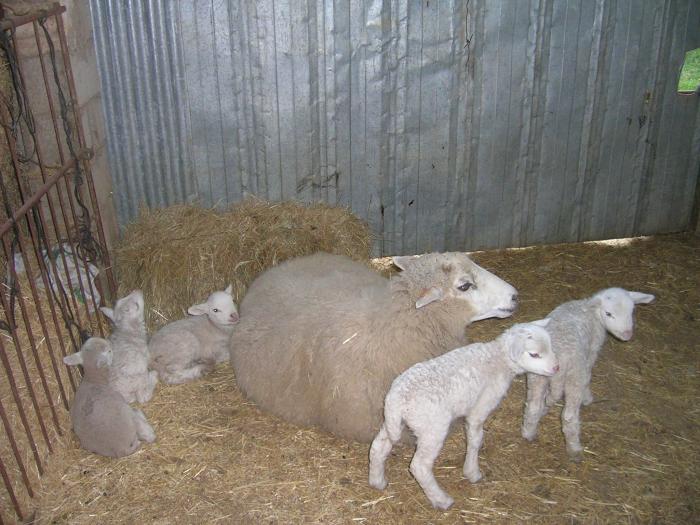Una oveja de la raza romanov de Mohedas de Granadilla pare en un parto múltiple a cinco corderos
