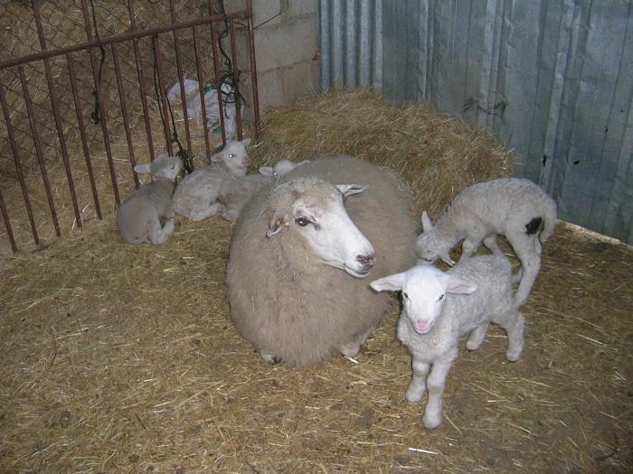 Una oveja de la raza romanov de Mohedas de Granadilla pare en un parto múltiple a cinco corderos