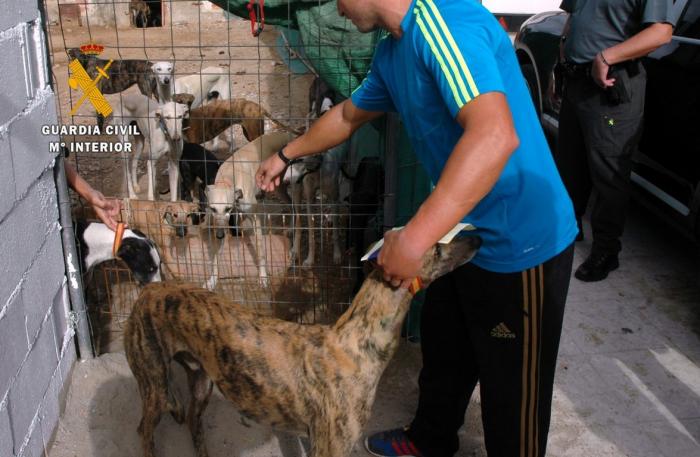 López Iglesias anuncia la detención de seis personas por el robo de 34 perros de raza galgo español