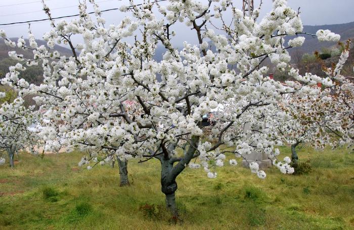 El Valle del Jerte promociona la primavera para exprimir sus recursos hídricos al margen del Cerezo en Flor