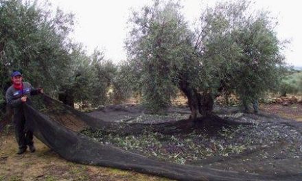 La producción de aceite de oliva alcanza las 44.000 toneladas en los primeros tres meses de campaña